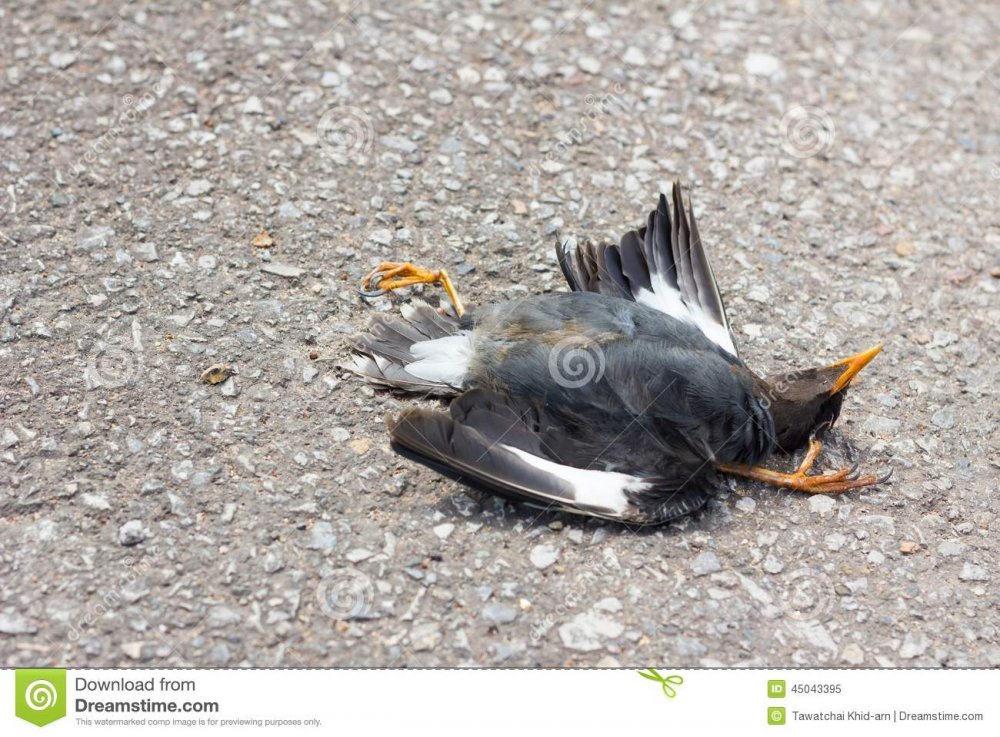 Martwego ptaka obraz stock. Obraz złożonej z zwłoki, nieżywy - 45043395